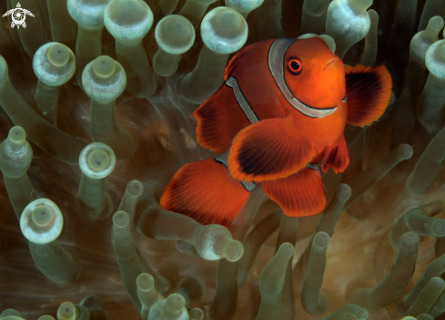 A anemonefish