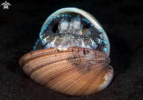 A Octopus marginatus | Cocconut octopussy