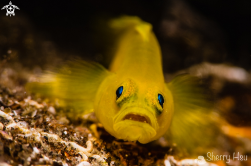 A Yellow Goby