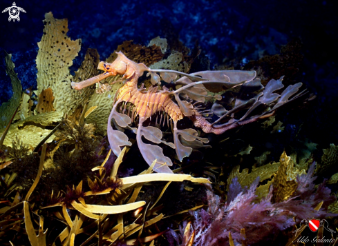 A Phycodurus Eques (Günther, 1865) | Leafy seadragon