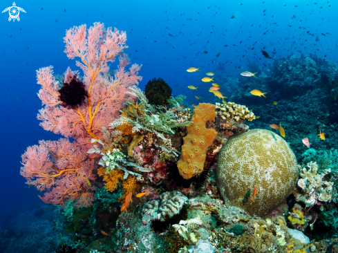 A Japanese Wreck