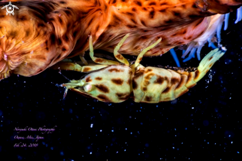 A  Leopard Anemone Shrimp