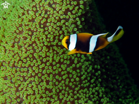 A Anemone fish | Nemo