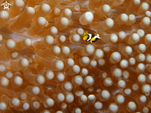 A Anemone fish | Nemo