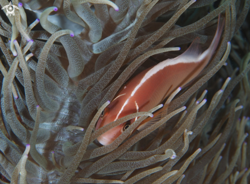 A Anemone fish | Nemo