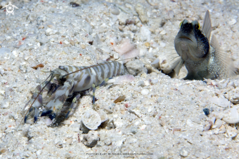 A Shrimp Gobi