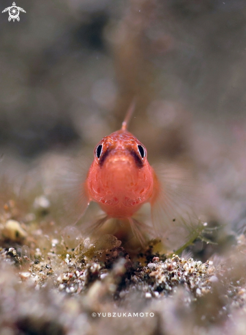 A goby Trimma okinawae | okinawa pygmy goby