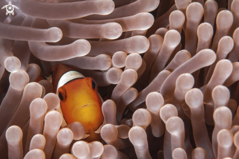 A Clown Fish in the Anemona