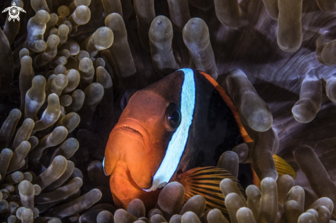 A Amphiprioninae | Clown fish