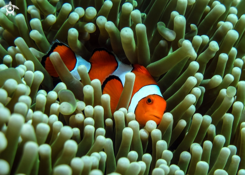 A Amphiprioninae | Clown fish