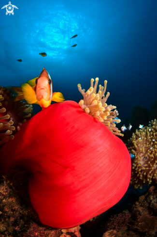 A Clown fish | Clown Fish in the Anemona