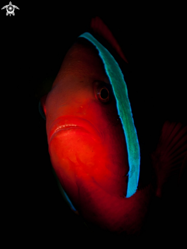 A Tomato clowfish