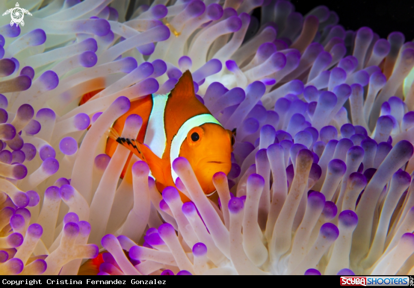 A Ocellaris clownfish