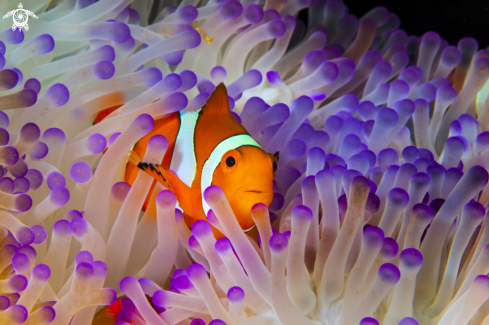 A Ocellaris clownfish