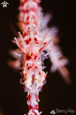 A Ornate Ghost Pipefish