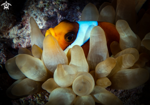 A Clark's anemonefish