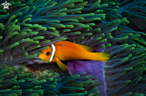 A Maldive anemonefish