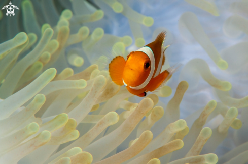 A Amphiprion ocellaris | Ocellaris clownfish