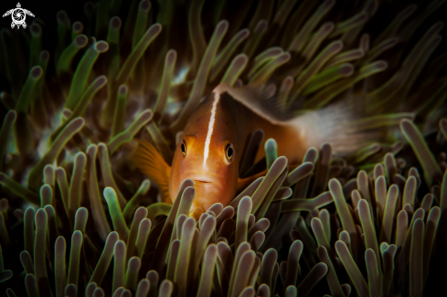 A Amphiprion perideraion | Pink skunk clownfish