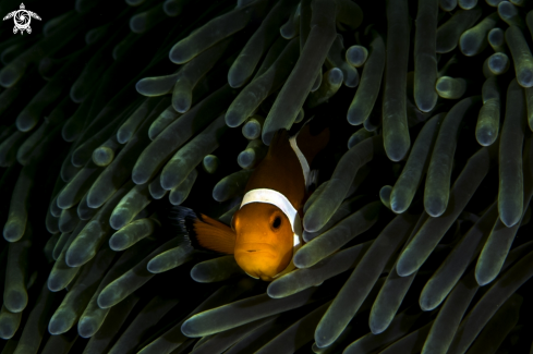 A Ocellaris clownfish