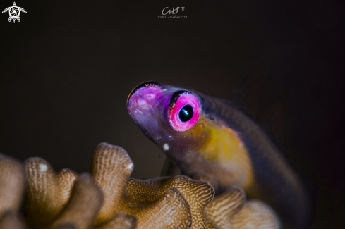 A Bryaninops natans | Pink eye goby