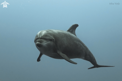 A Bottlenose Dolphin