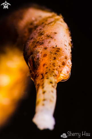 A Pipefish