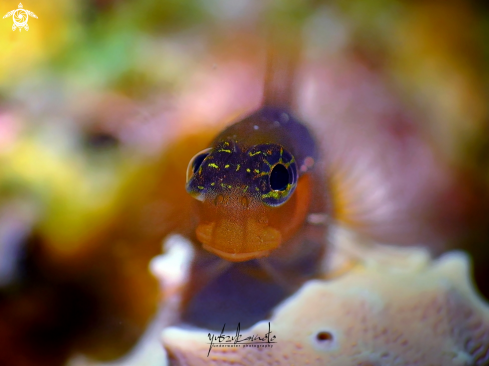 A Blenny Fish