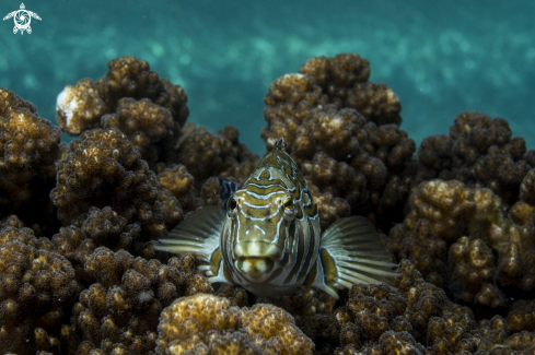 A Giant hawkfish