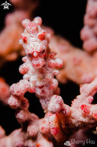 A Pygmy Seahorse