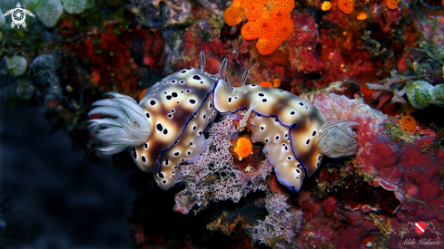 A Hypselodoris Tryoni, and Zenopontonia Rex. or Periclimenes Imperator. | Nudibranch with Emperor Shrimp