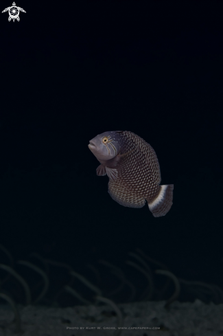 A Novaculichthys taeniourus | Rockmover Wrasse