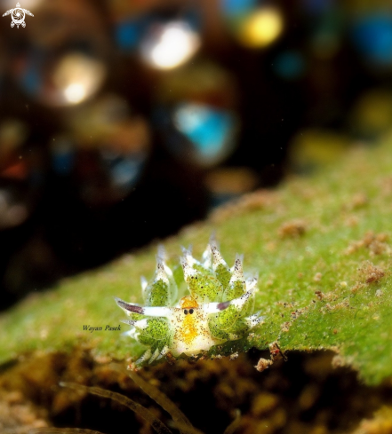 A Costasiella 