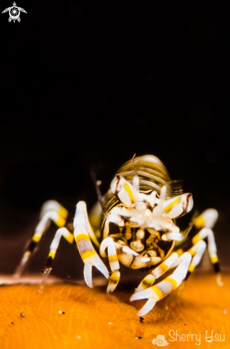 A Striped Bumblebee Shrimp | 