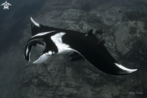 A Giant Oceanic Manta