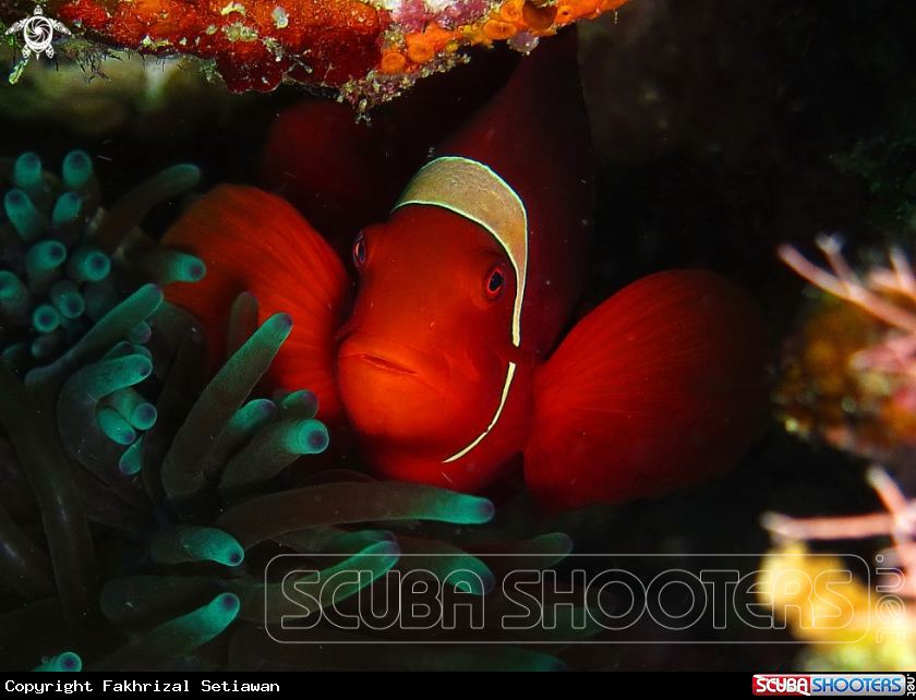 A maroon clownfish