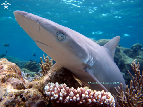 A Silver reef shark