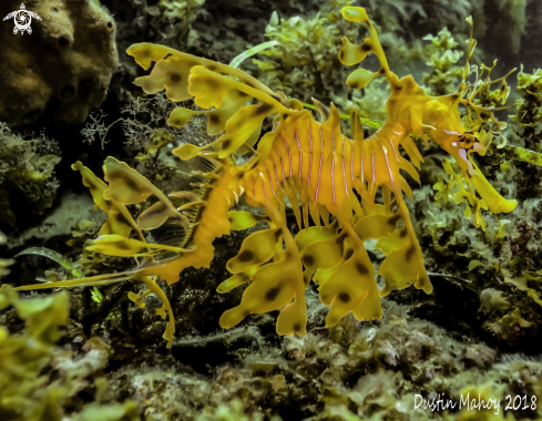 A Leafy Sea Dragon