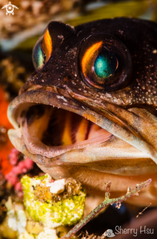 A Yellowbarred Jawfish