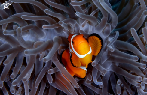 A anemonefish