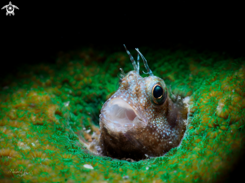 A blenny fish