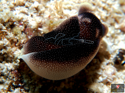 A Chelidonura Amoena (Bergh, 1905) | Nudibranch Amoena 