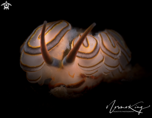 A Doto greenamyeri | Donut Doto Nudibranch