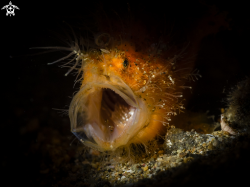 A Harry Frogfish