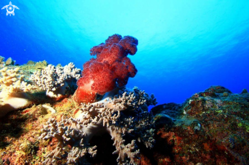 A Soft coral ,Mon Choisy,Mauritius