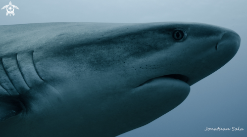 A Grey Caribbean Shark