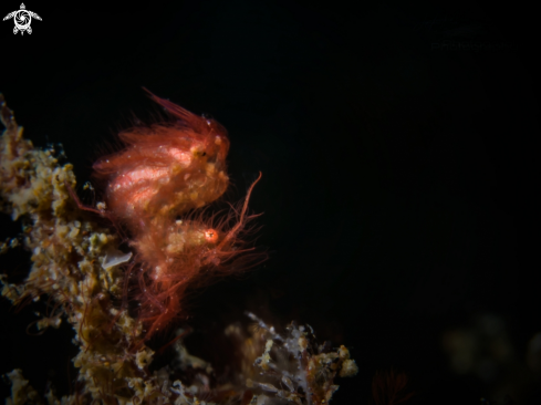 A Phycocaris simulans | Hairy Shrimp