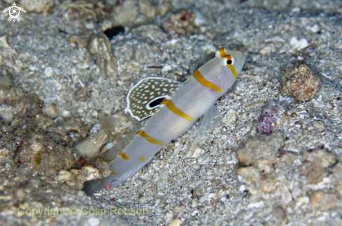 A goby