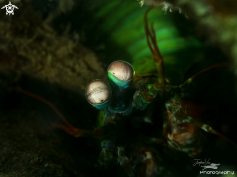 A Peacock Mantis Shrimp