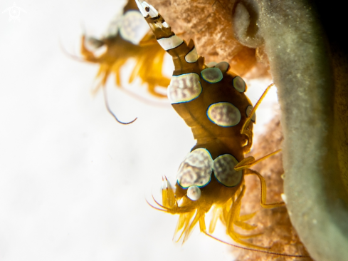 A Squat Shrimp